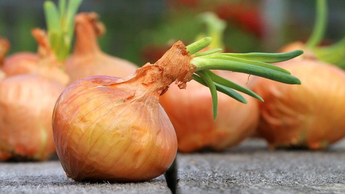 Cebula świeża 1 kg