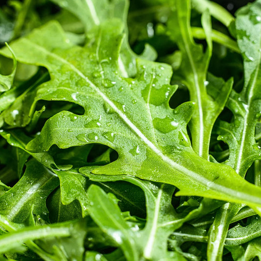 Sałata rucola 100g